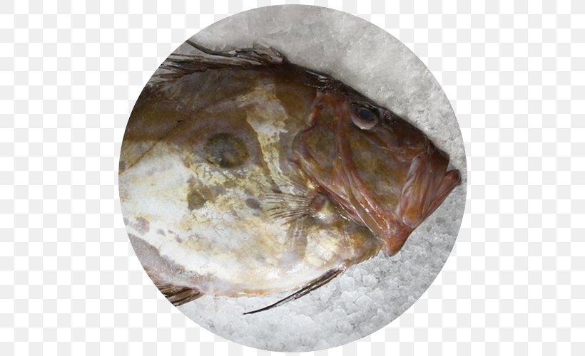 Fauna Tableware Fish, PNG, 500x500px, Fauna, Animal Source Foods, Fish, Seafood, Tableware Download Free