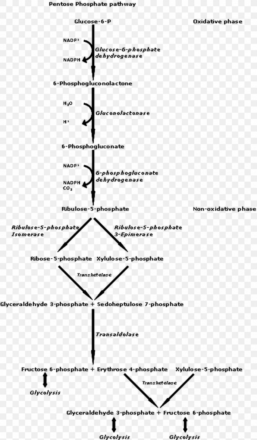 Pentose Phosphate Pathway Metabolic Pathway Nicotinamide Adenine Dinucleotide Phosphate Glycolysis, PNG, 960x1645px, 6phosphogluconic Acid, Pentose Phosphate Pathway, Area, Black And White, Carbohydrate Metabolism Download Free