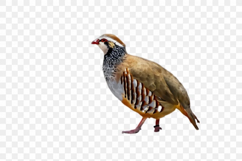 Bird Partridge Beak Pheasant Rallidae, PNG, 2448x1632px, Watercolor, Beak, Bird, Grouse, Paint Download Free