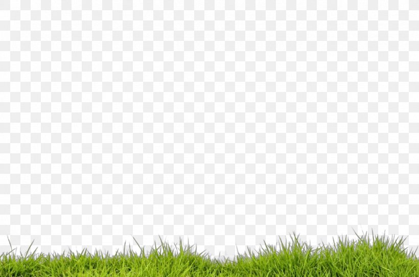 Grass Green Lawn Grassland Vegetation, PNG, 1024x678px, Grass, Grass Family, Grassland, Green, Lawn Download Free