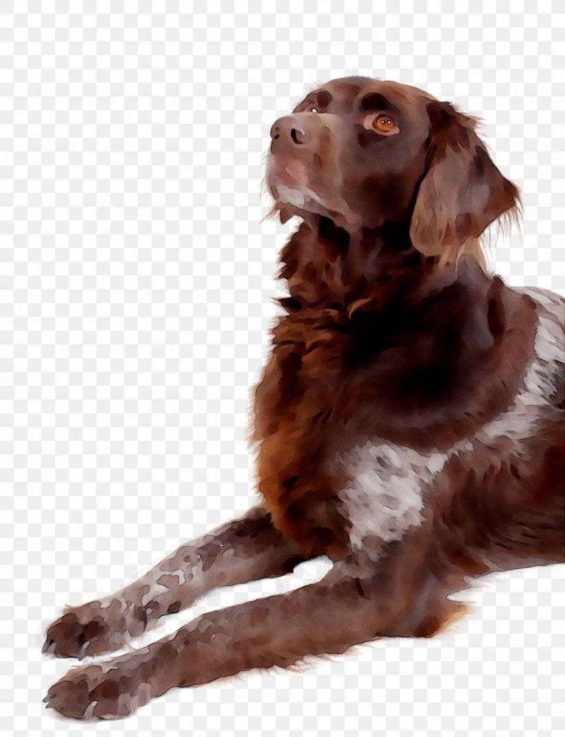 Boykin Spaniel German Shorthaired Pointer German Longhaired Pointer Pet Hunting Dog, PNG, 1290x1684px, Boykin Spaniel, American Kennel Club, Animal, Brown, Canidae Download Free