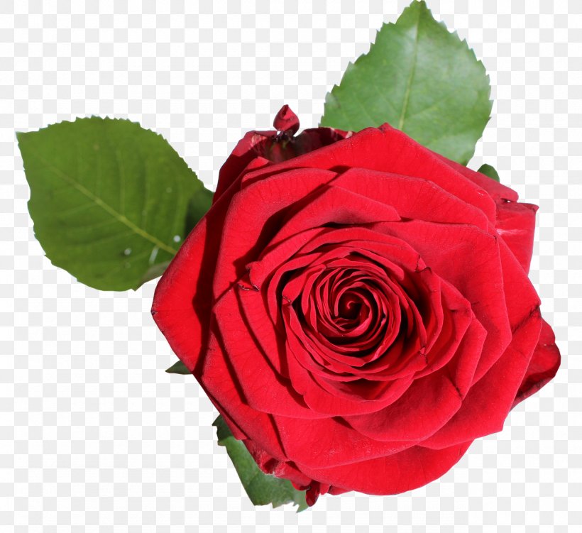 Garden Roses Cabbage Rose Floribunda Gift Blue Rose, PNG, 1280x1173px, Garden Roses, Beach Rose, Blue Rose, Cabbage Rose, China Rose Download Free