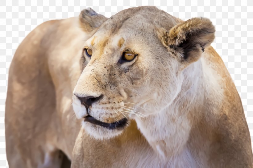 Lion Wildlife Terrestrial Animal Big Cats Snout, PNG, 2452x1632px, Lion, Big Cats, Masai Lion, Snout, Terrestrial Animal Download Free