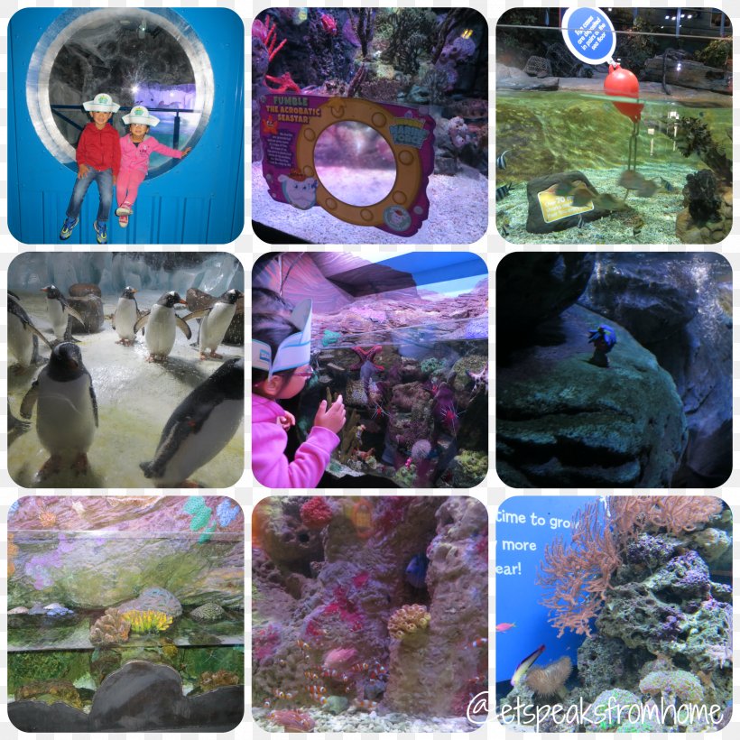 National Sea Life Centre Sea Life Centres Coral Reef Fish Aquarium, PNG, 2000x2000px, National Sea Life Centre, Aquarium, Biopython, Birmingham, Collage Download Free