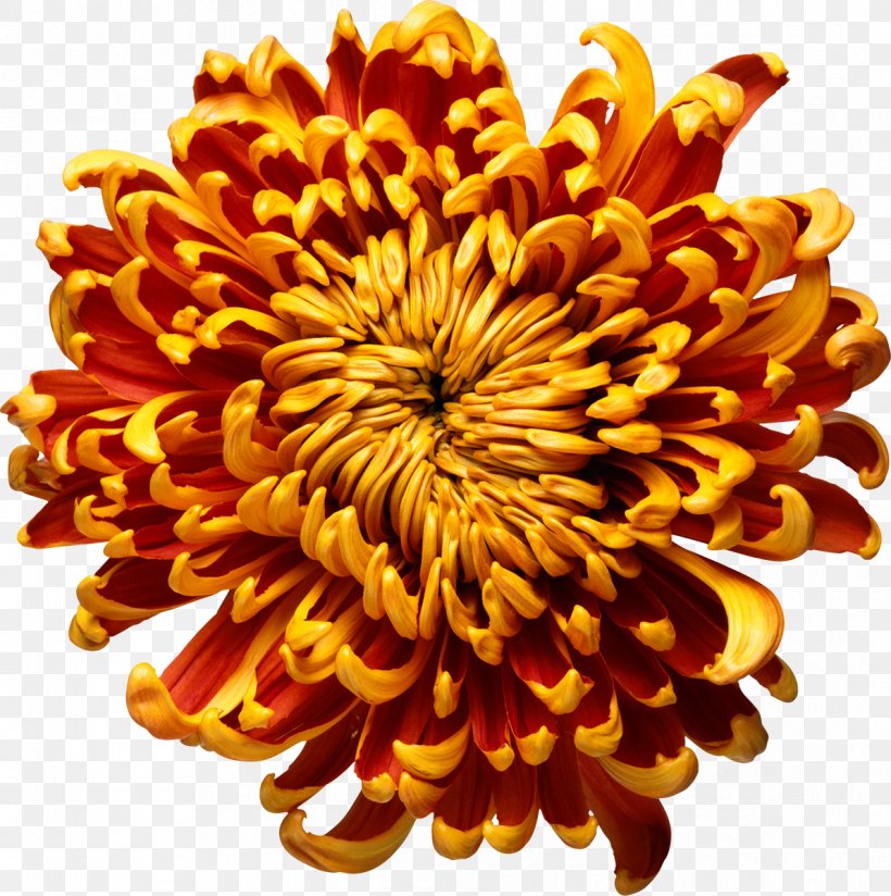 A Kind Of Madness Flower Chrysanthemum Mills & Boon Book, PNG, 1193x1200px, Kind Of Madness, Book, Chrysanthemum, Chrysanths, Cut Flowers Download Free