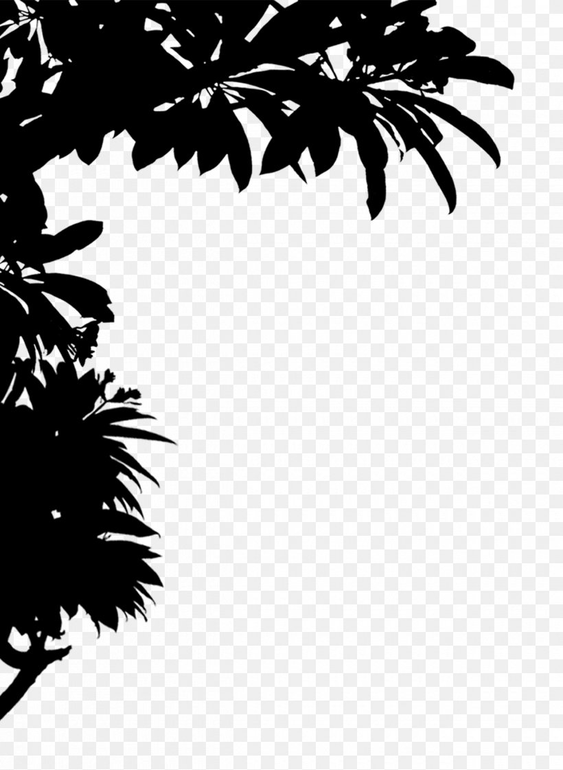 Asian Palmyra Palm Black & White, PNG, 1240x1696px, Asian Palmyra Palm, Arecales, Black White M, Blackandwhite, Borassus Download Free
