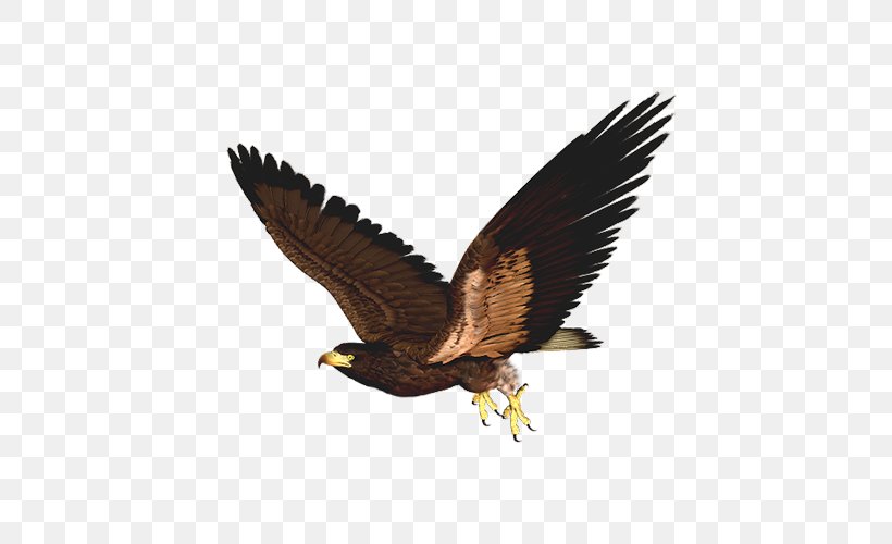 Bird Of Prey Hawk Clip Art, PNG, 500x500px, Bird, Accipitriformes, American Kestrel, Bald Eagle, Beak Download Free