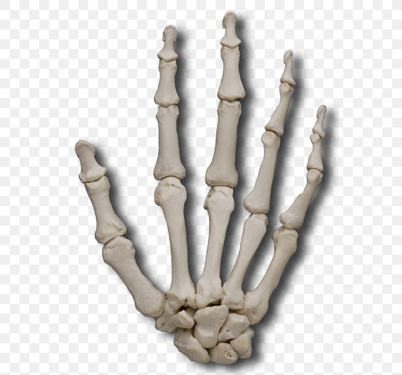Finger Metacarpal Bones Phalanx Bone, PNG, 565x765px, Finger, Anatomy, Arm, Bone, Carpal Bones Download Free