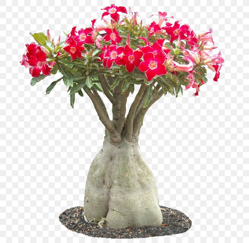 Adenium Obesum Frangipani Flower Podocarpus Macrophyllus Plant, PNG, 741x800px, Adenium Obesum, Adenium, Artificial Flower, Bonsai, Cut Flowers Download Free