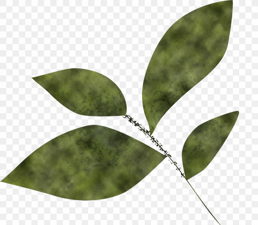 Olive Leaf, PNG, 3000x2622px, Leaf, Biology, Branch, Caterpillar, Microsoft Azure Download Free