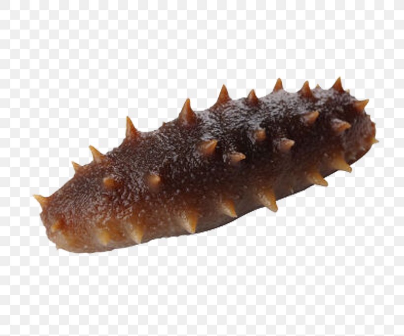 Sea Cucumber As Food Pickled Cucumber, PNG, 739x683px, Sea Cucumber As Food, Animal Source Foods, Cucumber, Designer, Eating Download Free