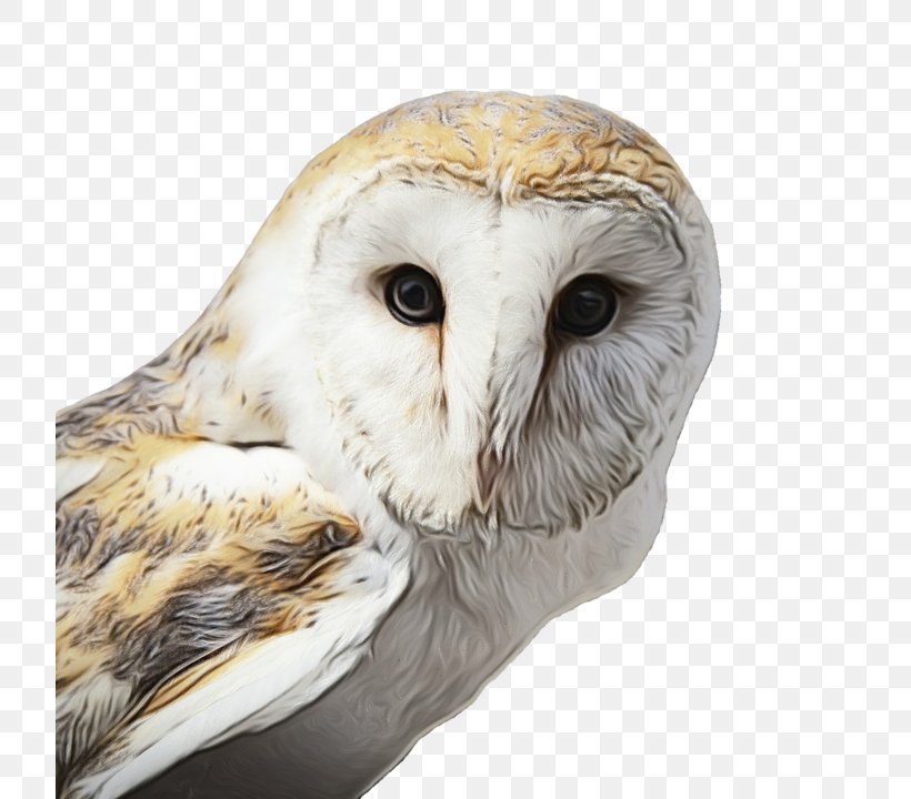 Tawny Owl Bird Snowy Owl Little Owl, PNG, 720x720px, Owl, Animal, Barn Owl, Beak, Bird Download Free
