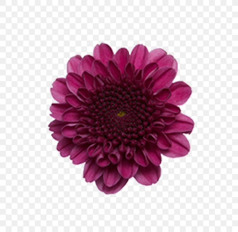 Transvaal Daisy Chrysanthemum ×grandiflorum Cut Flowers Plant Stem, PNG, 800x800px, Transvaal Daisy, Branch, Chrysanthemum, Chrysanthemum Grandiflorum, Chrysanths Download Free