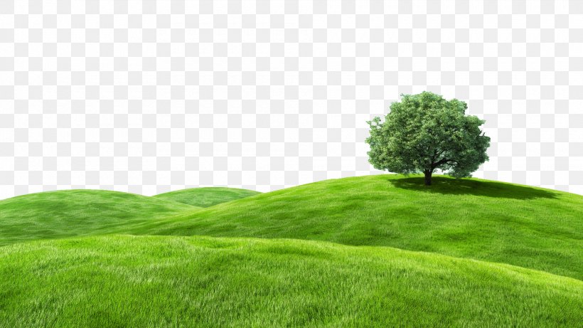 Desktop Wallpaper Bliss Grassland Landscape Advertising, PNG, 1920x1080px, Bliss, Advertising, Field, Grass, Grass Family Download Free