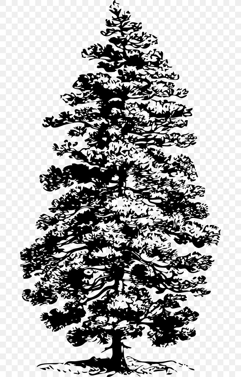Eastern White Pine Tree Fir Clip Art, PNG, 684x1280px, Pine, Black And White, Branch, Cedar, Christmas Decoration Download Free