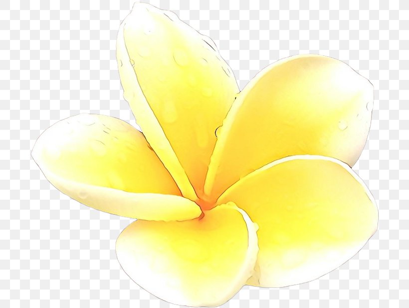 Frangipani Yellow Petal Flower Plant, PNG, 700x617px, Cartoon, Flower, Frangipani, Petal, Plant Download Free