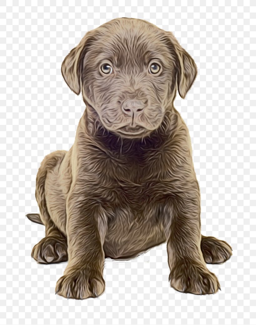 Golden Retriever Background, PNG, 741x1041px, Labrador Retriever, American Pit Bull Terrier, Beagador, Breed, Breedspecific Legislation Download Free