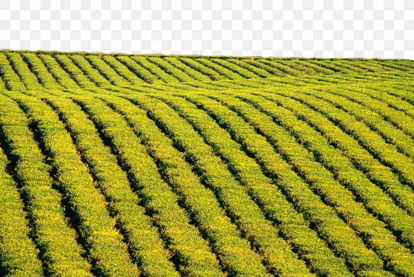 Green Tea 4K Resolution Ultra-high-definition Television, PNG, 1024x687px, 4k Resolution, Tea, Agriculture, Commodity, Crop Download Free