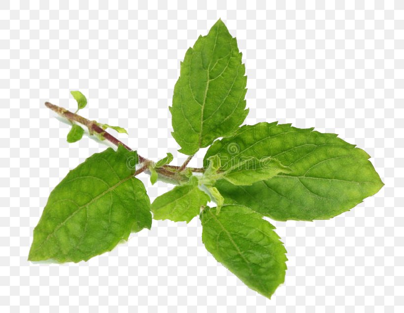 Leaf Flower Plant Herb Tree, PNG, 800x635px, Leaf, Flower, Herb, Mint, Ocimum Tenuiflorum Download Free