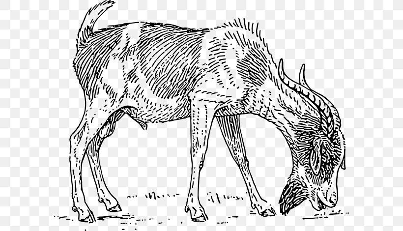 Anglo-Nubian Goat Boer Goat Pygmy Goat Black Bengal Goat Alpine Ibex, PNG, 600x470px, Anglonubian Goat, Alpine Ibex, Black And White, Black Bengal Goat, Boer Goat Download Free