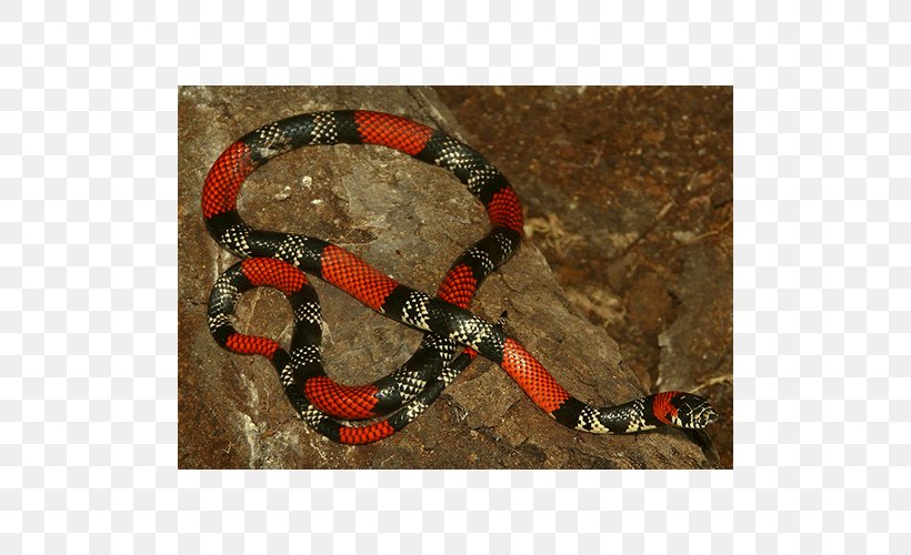 Boa Constrictor Kingsnakes Rattlesnake Colubrid Snakes, PNG, 500x500px, Boa Constrictor, Boas, Colubrid Snakes, Colubridae, Kingsnake Download Free