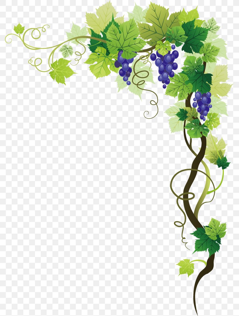 Common Grape Vine Picture Frame Clip Art, PNG, 785x1082px, Common Grape Vine, Branch, Flora, Floral Design, Floristry Download Free