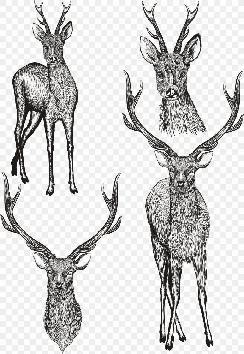 Drawing Photography Illustration, PNG, 1538x2233px, Drawing, Animal, Antler, Black And White, Branch Download Free
