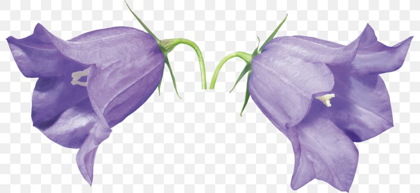 Flower Raster Graphics Clip Art, PNG, 800x377px, Flower, Flora, Flowering Plant, Iris, Lavender Download Free