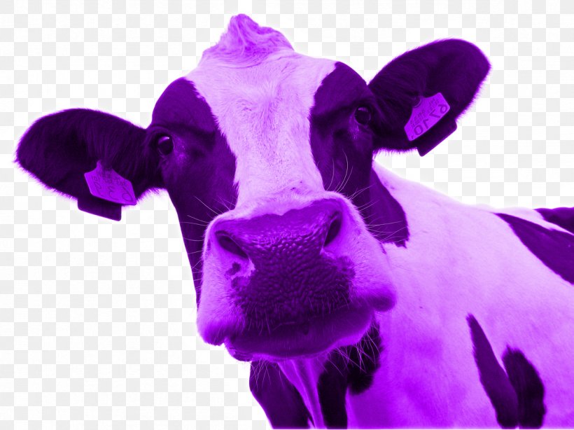 Cattle Purple Cow: Transform Your Business By Being Remarkable Blue Ocean Strategy La Vaca Pxfarpura: Diferxe9nciate Para Transformar Tu Negocio Marketing, PNG, 1177x882px, Cattle, Advertising, Blue Ocean Strategy, Book, Business Download Free