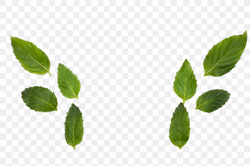 Herbalism Leaf Branching, PNG, 1280x853px, Herb, Branch, Branching, Herbalism, Leaf Download Free
