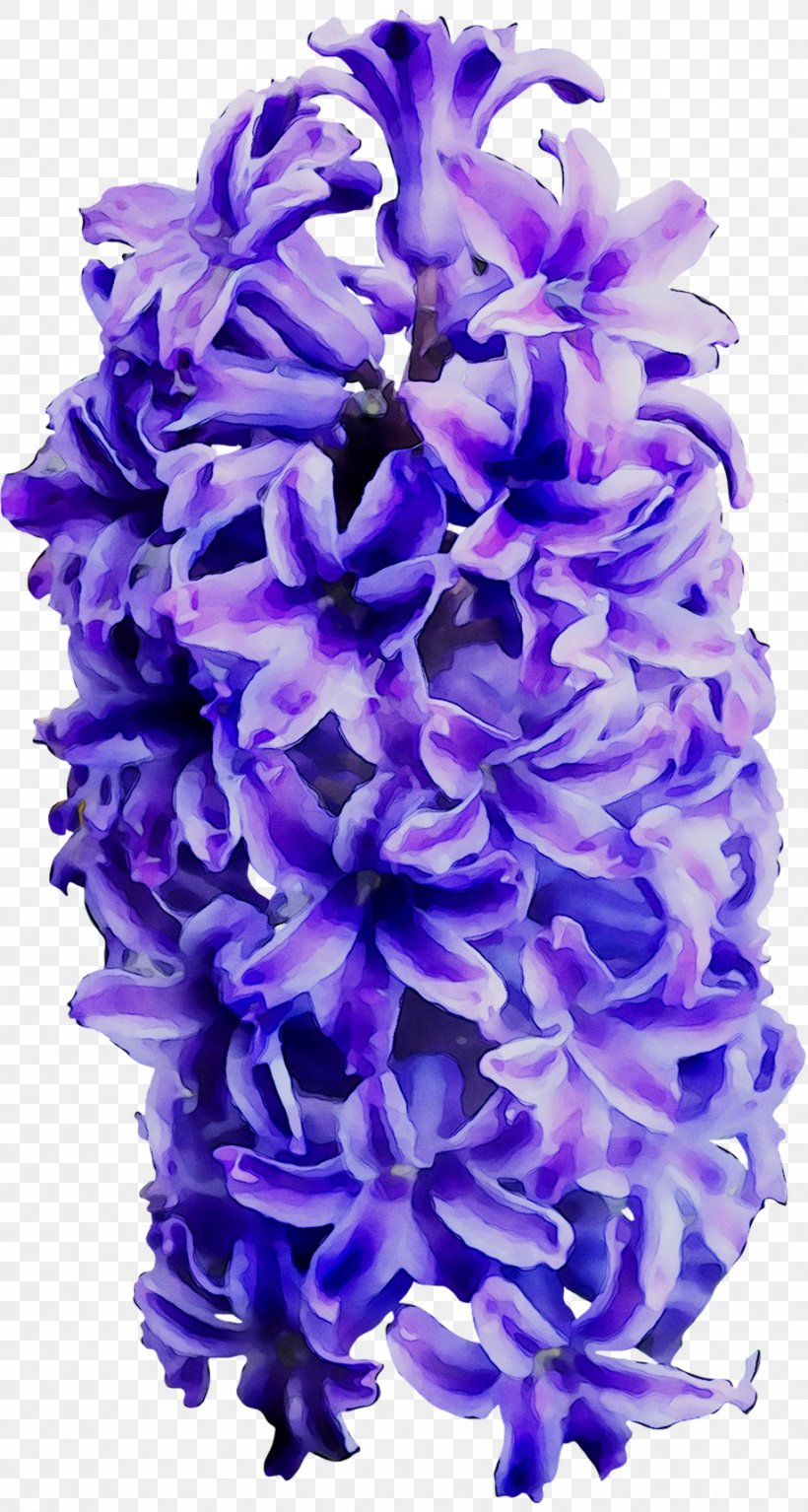 Hyacinth Cut Flowers Larkspur, PNG, 919x1720px, Hyacinth, Blue, Cut Flowers, Delphinium, Dendrobium Download Free