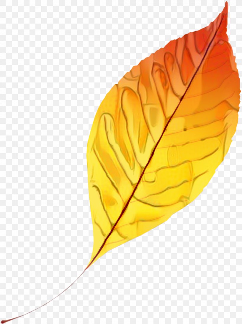 Orange Tree, PNG, 1043x1400px, Leaf, Deciduous, Feather, Orange, Plant Download Free