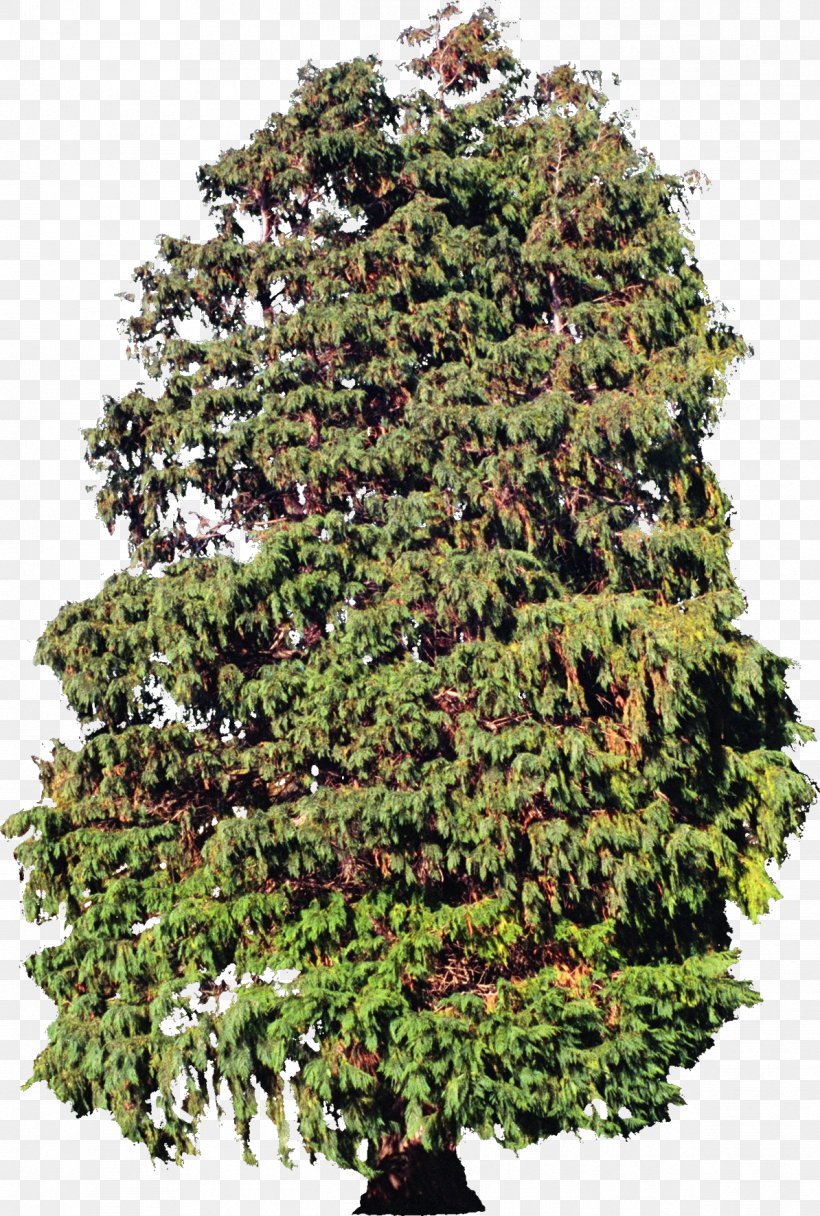 Tree Plant Evergreen Spruce Conifers, PNG, 1194x1772px, Tree, Biology, Biome, Conifer, Conifers Download Free
