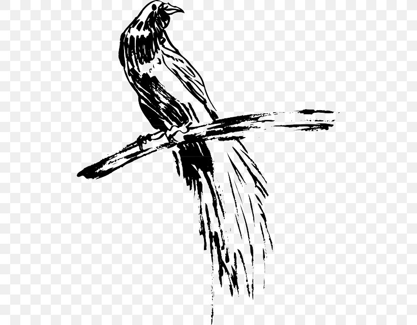 Bird Hawk Feather Wing Line Art, PNG, 517x640px, Bird, Art, Beak, Bird Of Prey, Black And White Download Free