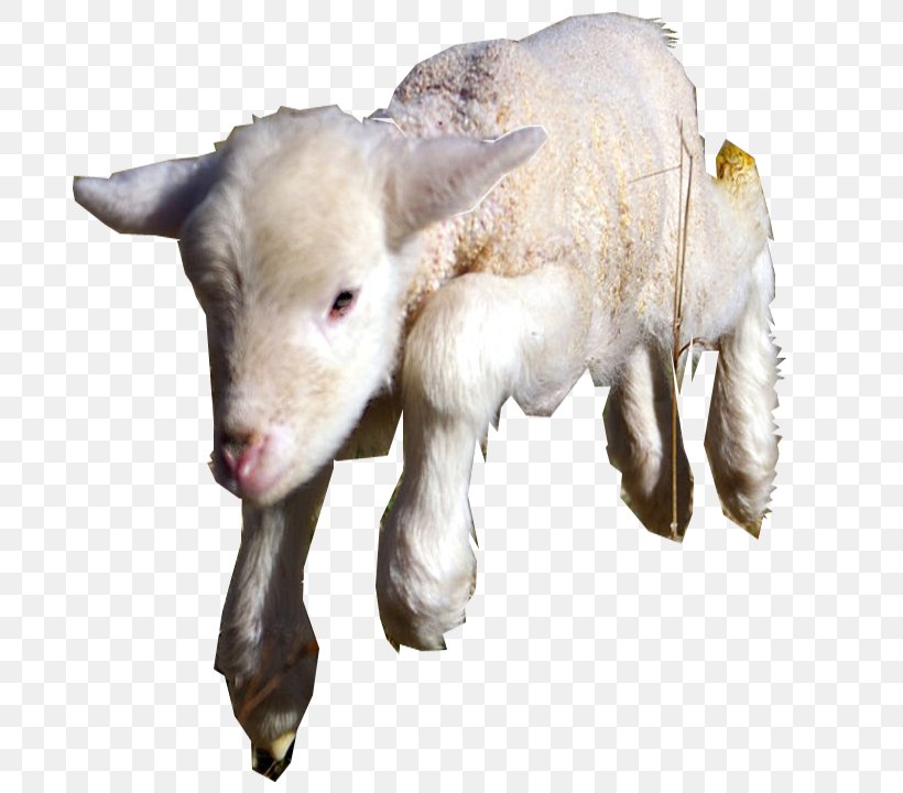 Goat Sheep Cattle Caprinae Livestock, PNG, 720x720px, Goat, Animal, Antelope, Caprinae, Cattle Download Free