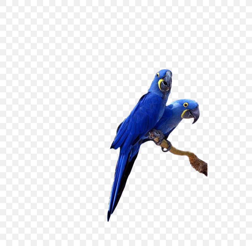 Hyacinth Macaw Lears Macaw Parrot Bird Cockatiel, PNG, 800x800px, Hyacinth Macaw, Anodorhynchus, Beak, Bird, Blue Download Free