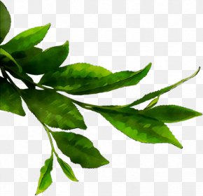 Matcha Green Tea Image PNG