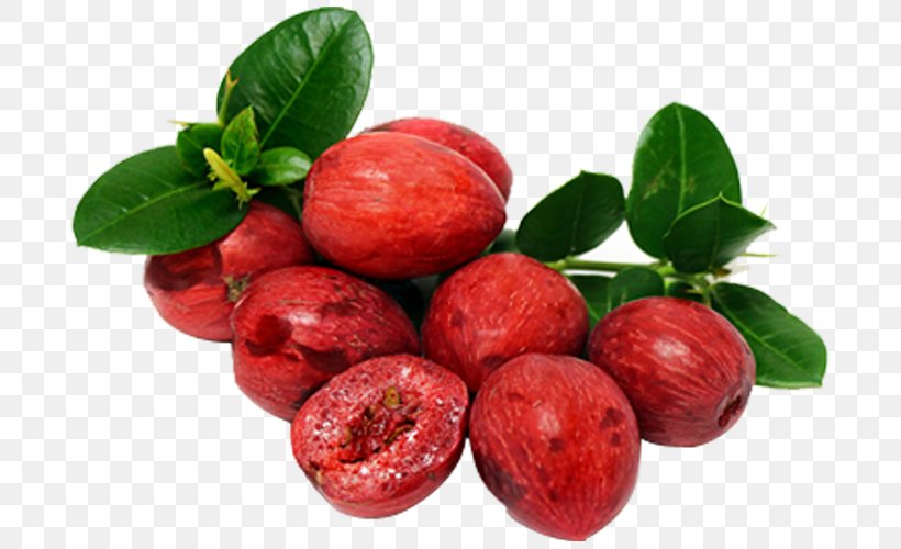 Natal Plum Juice Fruit Carissa Carandas Shrub, PNG, 800x500px, Natal Plum, Auglis, Berry, Bilberry, Blossom Download Free