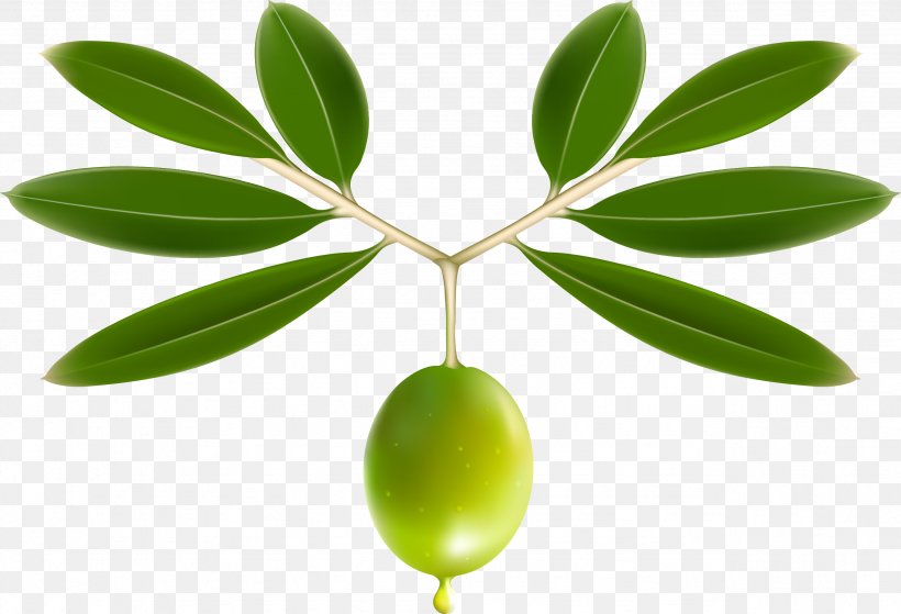 Olive Oil Olive Leaf Clip Art, PNG, 2558x1746px, Olive, Branch, Food, Fruit, Leaf Download Free
