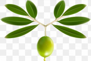 Olives - Olive Oil Olive Leaf Clip Art PNG