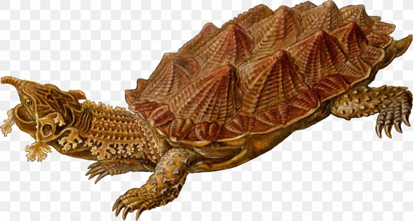 Turtle Shell Prehistory Reptile Clip Art, PNG, 2400x1286px, Turtle, Animal, Animal Figure, Box Turtle, Chelydridae Download Free