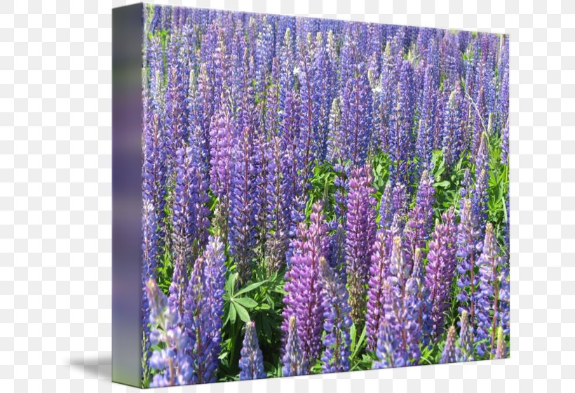 English Lavender Hyssopus Catnips Larkspur, PNG, 650x560px, English Lavender, Bluebonnet, Common Sage, Delphinium, Flower Download Free