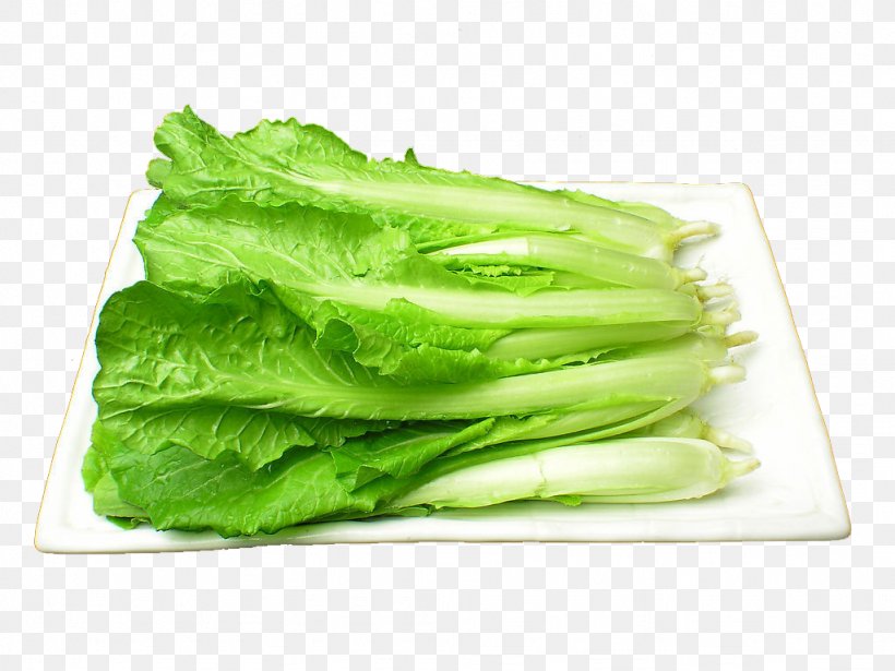 Bok Choy Vegetable Chinese Cabbage Napa Cabbage Nutrition, PNG, 1024x768px, Bok Choy, Cabbage, Carbohydrate, Celtuce, Chinese Cabbage Download Free