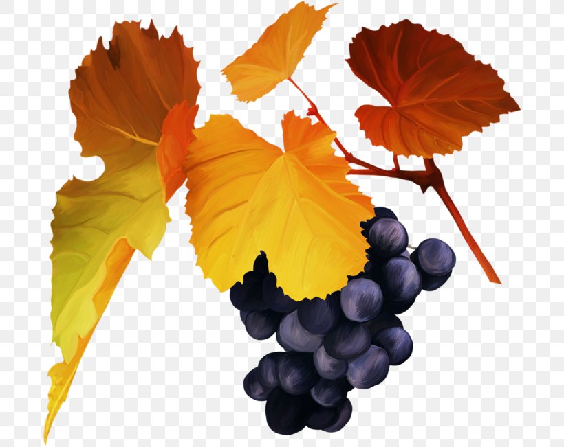 Grape Clip Art, PNG, 697x651px, Grape, Blog, Flowering Plant, Fruit, Grape Leaves Download Free