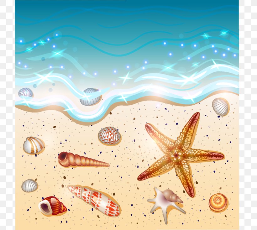 Beach Drawing Seashell Clip Art, PNG, 800x734px, Beach, Beach Tag, Drawing, Echinoderm, Ecosystem Download Free