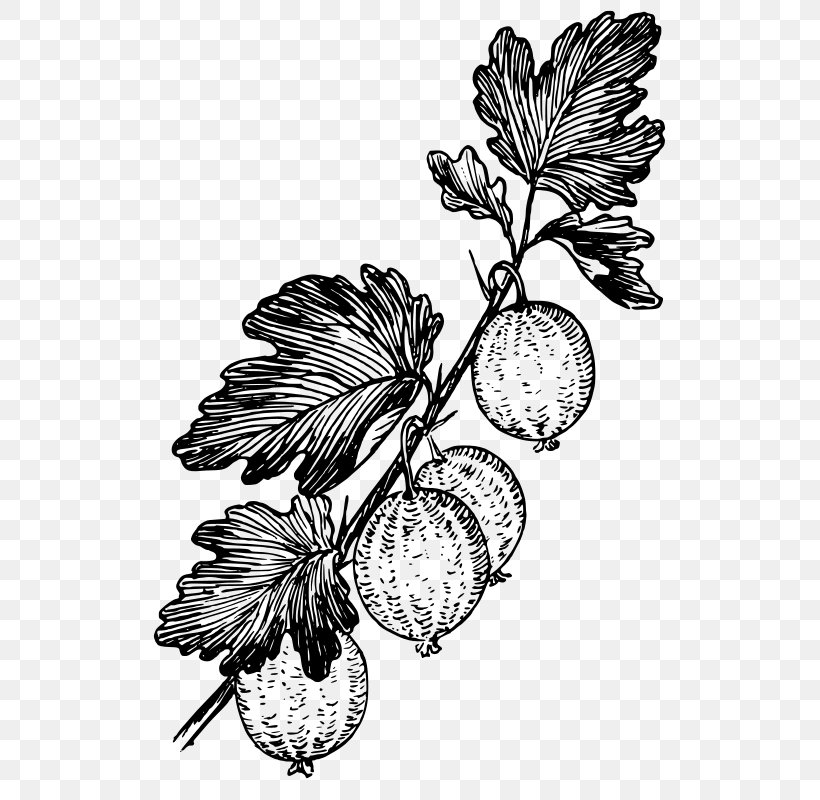 Gooseberry Marmalade Fruit Clip Art, PNG, 533x800px, Gooseberry, Berry, Black And White, Branch, Currant Download Free