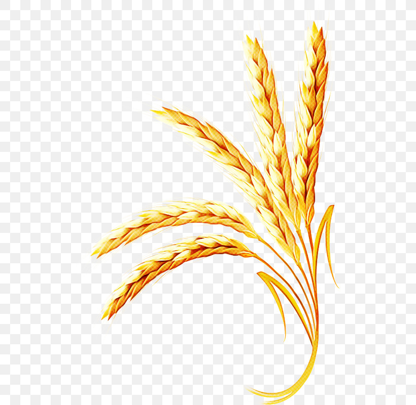Wheat, PNG, 523x800px, Grass Family, Elymus Repens, Food Grain, Grass, Plant Download Free