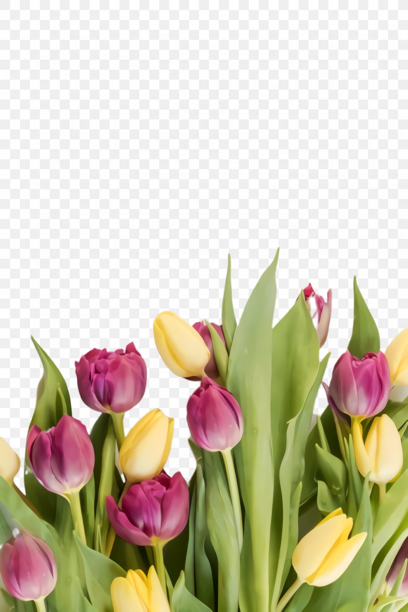 Floral Spring Flowers, PNG, 1632x2448px, Tulip, Blossom, Bud, Cut Flowers, Flora Download Free