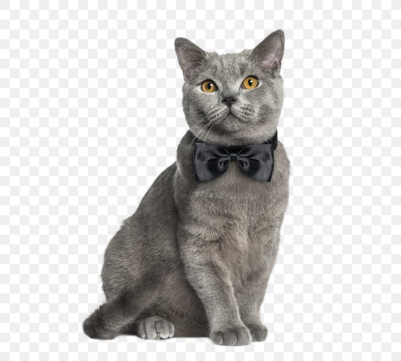 Stock Photography British Shorthair Dog Royalty-free Veterinarian, PNG, 700x738px, Stock Photography, American Shorthair, American Wirehair, Asian, British Shorthair Download Free