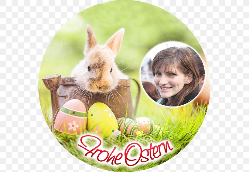 Easter Bunny Good Friday Easter Egg Egg Hunt, PNG, 567x567px, Easter Bunny, Campsite, Christmas, Domestic Rabbit, Easter Download Free